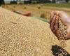 مصر تعلن وصول 63 ألف طن من القمح الروسي