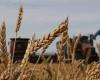 خطّة لزراعة القمح: 250 ألف طن عام 2025
