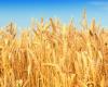 إعلانٌ من مصلحة الابحاث الزراعية حول فحوصات القمح