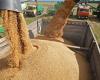 الجزائر تملك مخزونات من القمح تكفي 8 أشهر