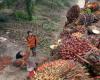 بعد حظر تصدير زيت النخيل – رهانات إندونيسيا تُفاقم أزمة الغذاء العالمية