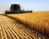 تراجع صادرات أوكرانيا من الحبوب إلى الثلث