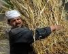 مصر تحظر بيع القمح إلى جهات غير حكومية