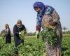 المرأة اللبنانية تعود الى الزراعة بعد "هجرة" طويلة.. قصص لنساء ناجحات في الأرياف