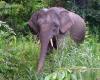 فيل يقتل مسؤولاً عن رعايته في متنزه ماليزي