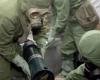 هل السلاح الكيميائي الأوكراني هو "آخر دواء" قبل الكي؟