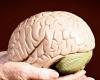 وصفة علمية بسيطة للحد من شيخوخة الدماغ والحفاظ على القدرات الإدراكية... اتبعها!