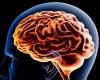 آخر دراسة عن الدماغ.. إليكم تفاصيلها المهمة